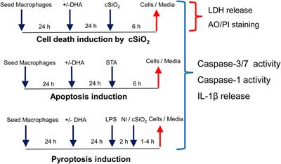 Omega-3 Docosahexaenoic Acid (DHA) Impedes Silica-Induced Macrophage Corpse Accumulation by Attenuating Cell Death and Potentiating Efferocytosis